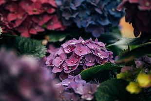 purple hydrangea flower in closeup photo
