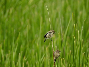 two birds on green grass closeup photo HD wallpaper