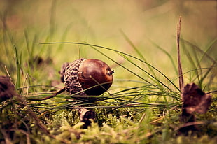 selective focus photography of acorn on top of grass