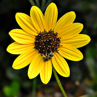 yellow and brown sunflower during daytime, helianthus