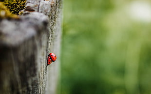 mating red ladybug on gray wooden board in close-up photography