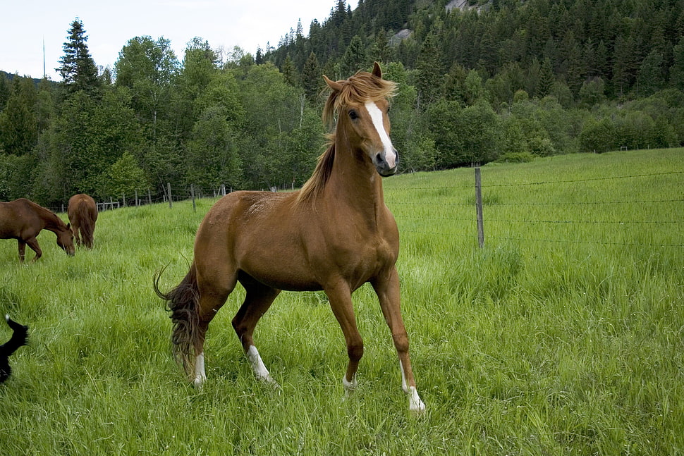 brown horse on green grass field HD wallpaper