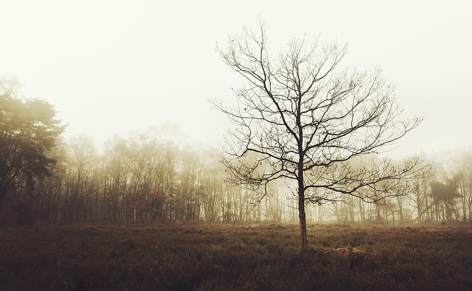leafless tree, landscape, trees HD wallpaper