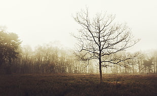 leafless tree, landscape, trees