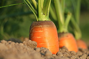 macro shot of carrot