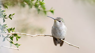 selective focus photography of hummingbird, hummingbirds, animals, birds, twigs