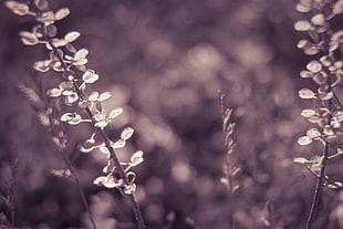 grayscale photo of petaled flowers HD wallpaper