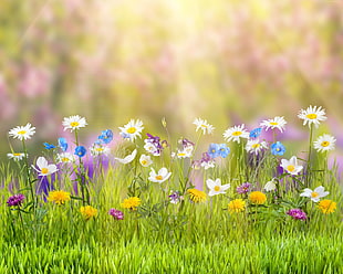 white, blue, yellow, and purple flowers under sunny sky HD wallpaper