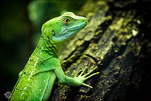 green reptile
