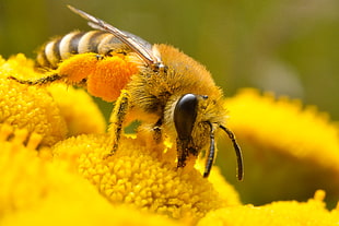 micro photo of Honey bee perched on yellow petaled flower HD wallpaper