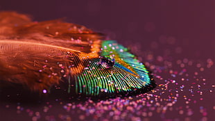 green and orange feather