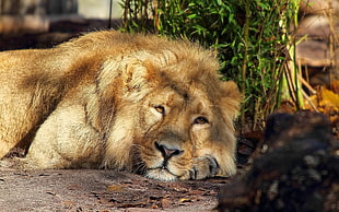lion lying near green leaf plant