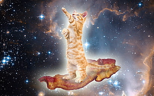orange Tabby cat on top of brown and red surface near with galaxy background photo