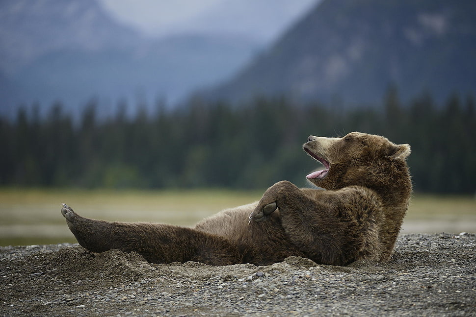 brown animal during daytime HD wallpaper