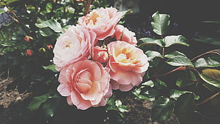 pink roses, rose, flowers, plants, leaves