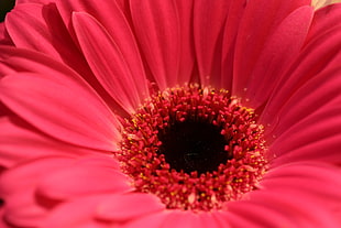 close up photo of red petaled flower with hole