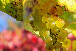soft focus photography of green grapes during daytime HD wallpaper