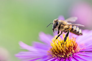 macro photography of bee on flower