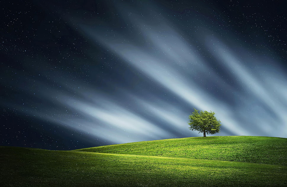 green grass field with one tree HD wallpaper