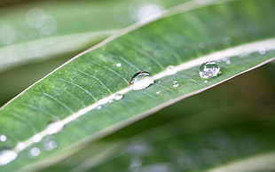close photo of water drops on green leaf