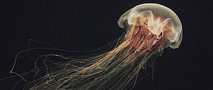 brown and grey jellyfish, jellyfish
