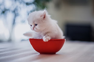 short-fur white Persian kitten, kittens, baby animals, cat, animals HD wallpaper