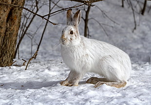 white and gray rabbit on snowy ground