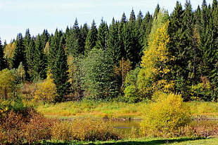 photography of green leaf trees