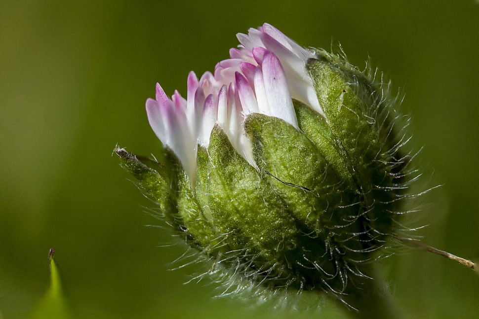 white and green flower, daisy HD wallpaper