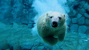 white Polar bear, wildlife, underwater, polar bears HD wallpaper