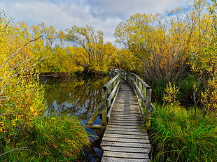 brown wooden bridge surrounded by body of water, glenorchy HD wallpaper