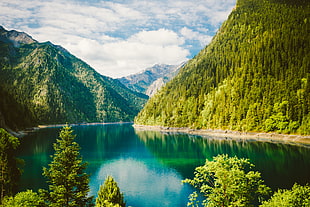 body of water surrounded of green leaf trees