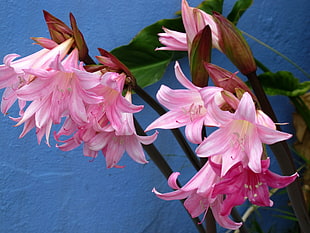 macro shot of pink flowers HD wallpaper