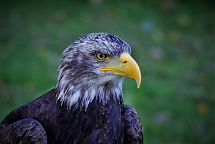 selective focus photo of brown eagle at daytime