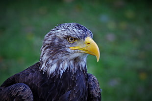 selective focus photo of brown eagle at daytime