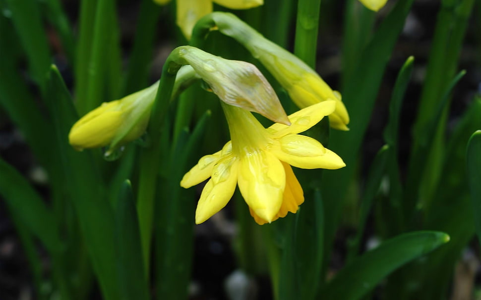 selective focus photo of yellow Daffodil flower HD wallpaper