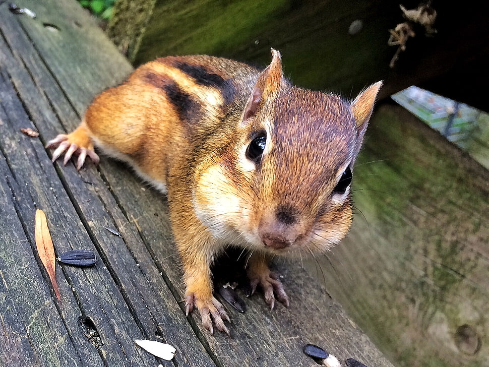 brown squirrel on brown surface, chipmunk HD wallpaper