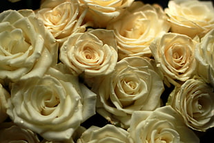 close photo of yellow Rose flowers