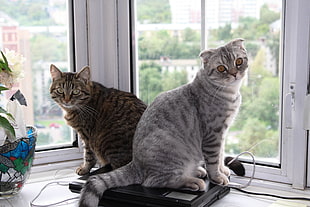 brown and gray Tabby cats