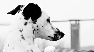 grayscale photo of Dalmatian puppy