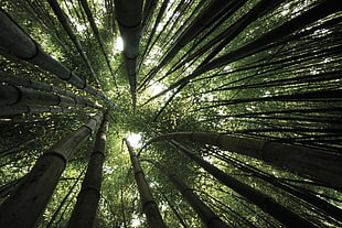 bamboo trees, trees, bamboo HD wallpaper