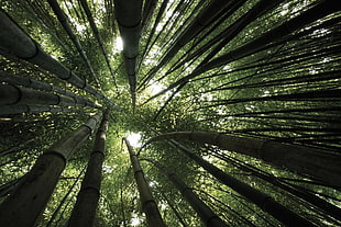 bamboo trees, trees, bamboo