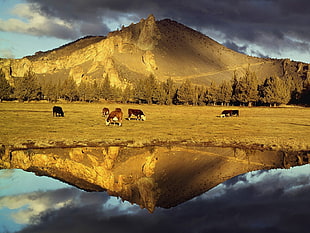 landscape photo of herd of cows on grass field next to body of water