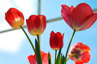 red flowers, tulips HD wallpaper