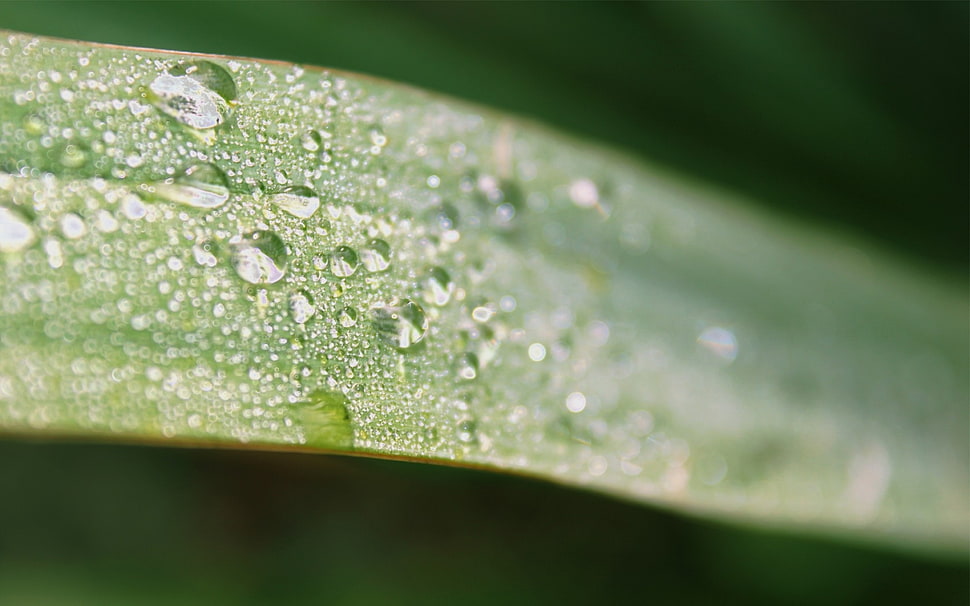 macro photography water droplets on green plant HD wallpaper