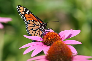 Male Monarch Butterfly perching on pink flower during daytime HD wallpaper