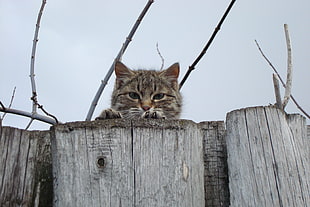 brown tabby cat on gray wood