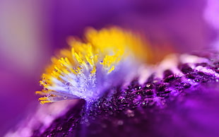 macro shot photo of purple and yellow flower