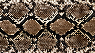 brown white and black snakeskin
