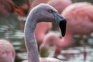 flamingo close-up photography HD wallpaper